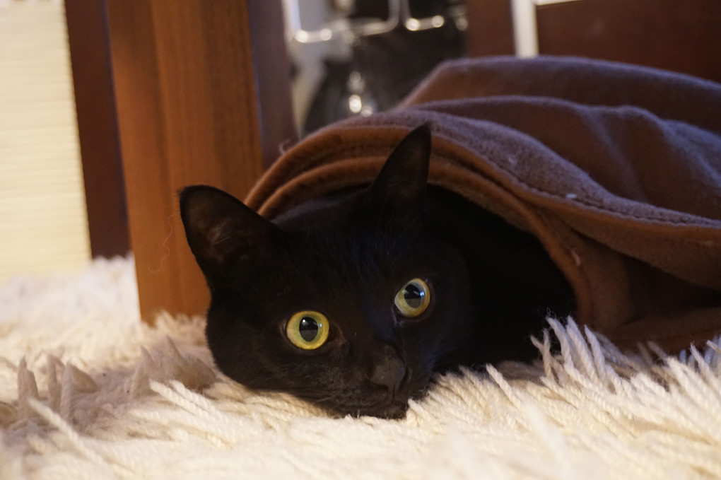 黒猫の毛布巻き