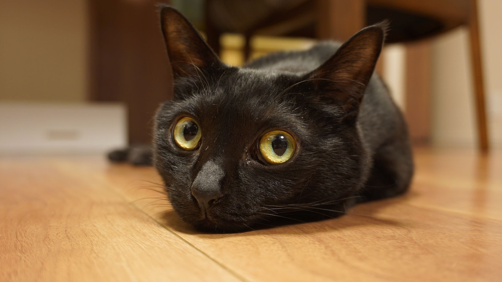 寒いと床暖に張付いてツチノコになる黒猫～♪