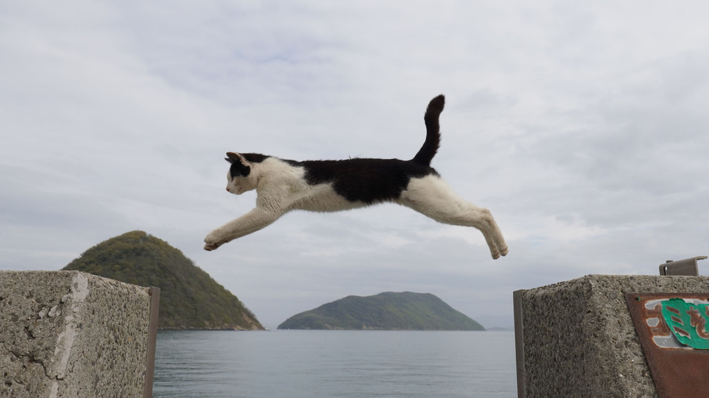 飛び島猫～、その２