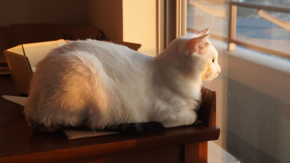 日の出を鑑賞中の白い猫