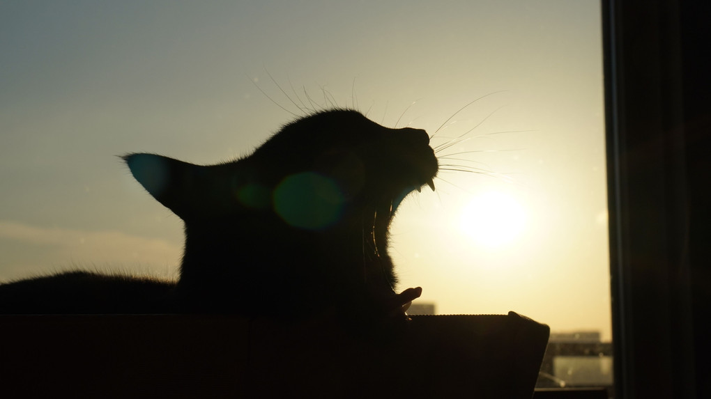 太陽を食べる猫