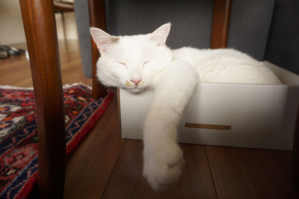 箱白猫