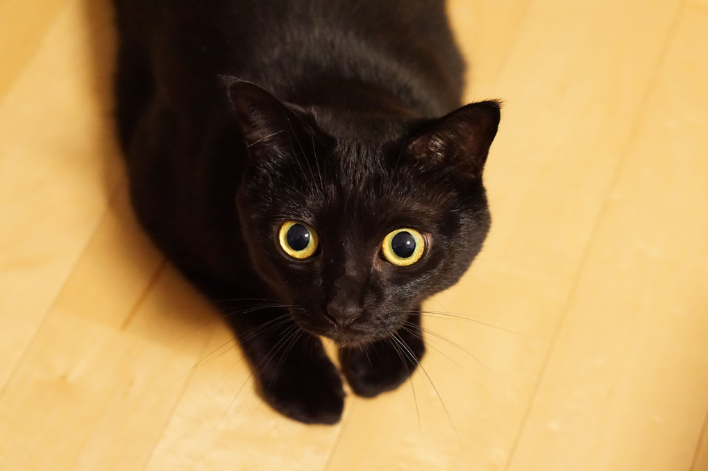 見上げる黒猫、真ん丸お目々