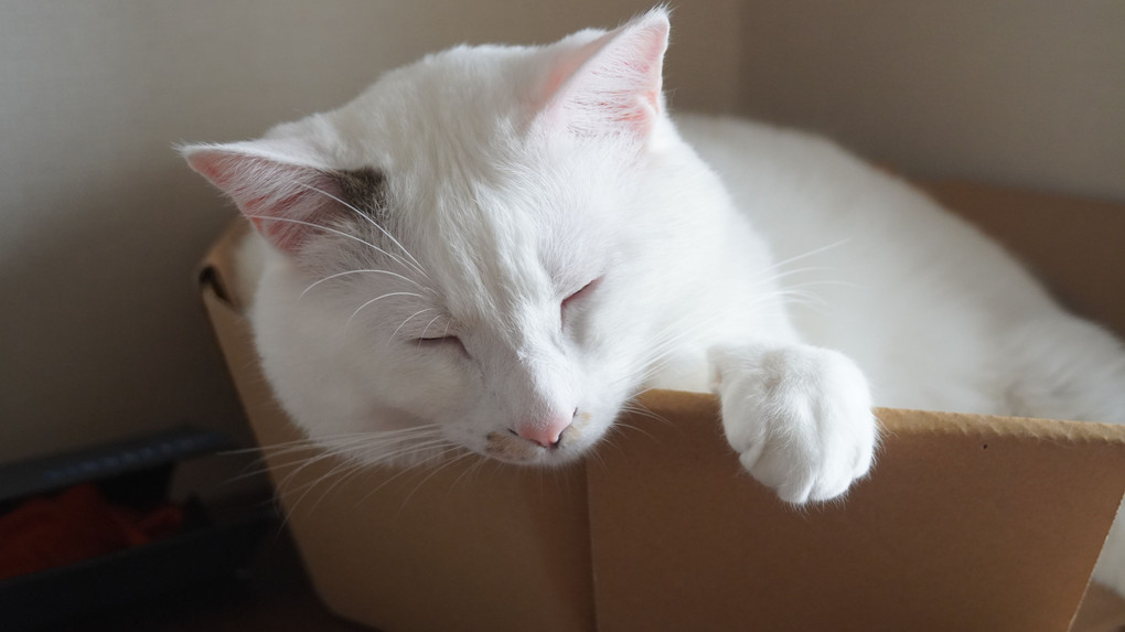 眠り白猫