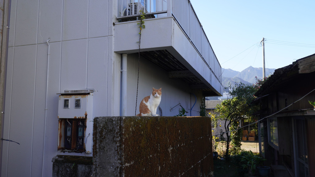 屋久島の島猫さん