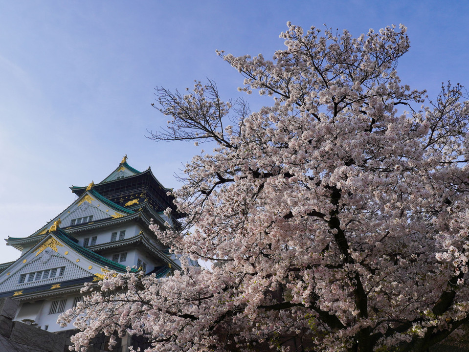桜と大阪城