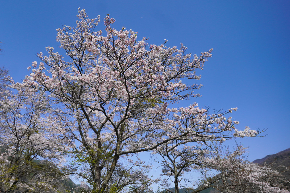 山の中の桜