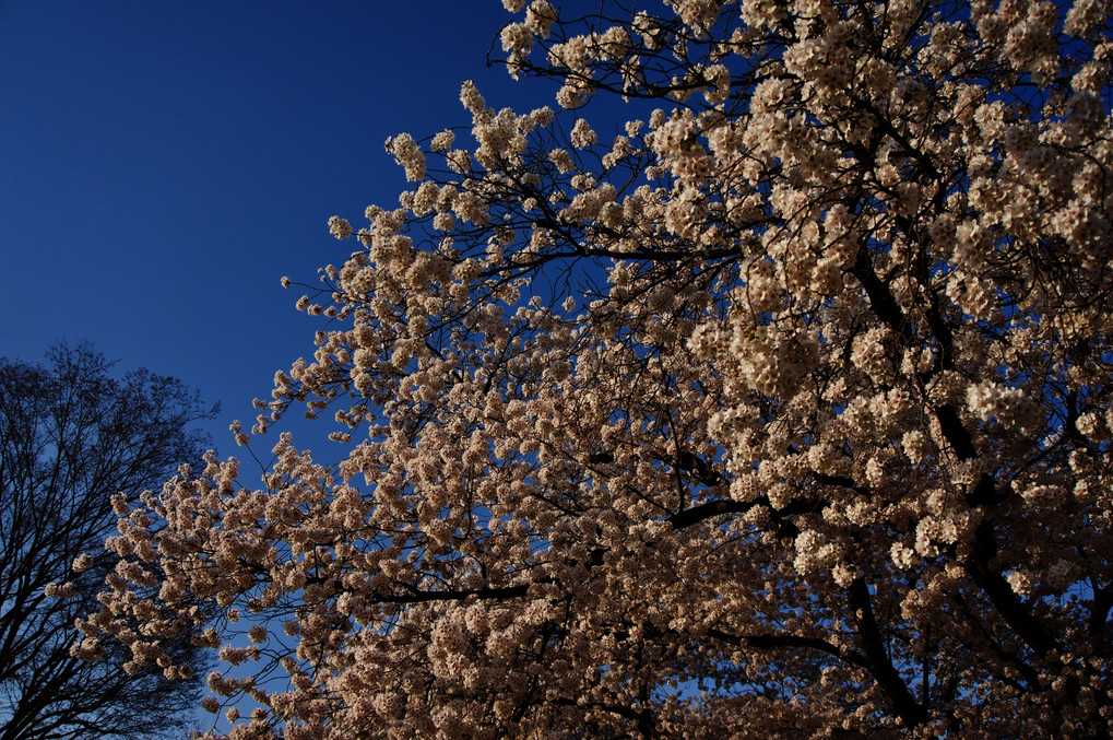 桜