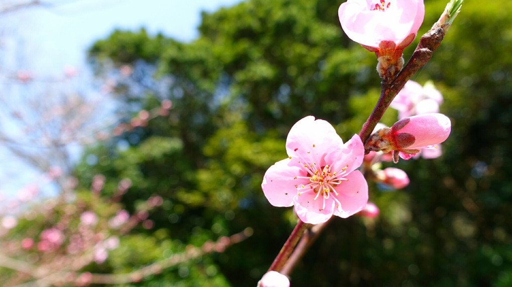 桜に見せかけて桃の花なんよ♪