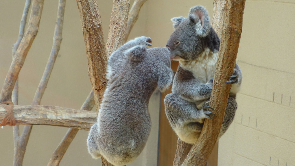 王子動物園のコアラの親子