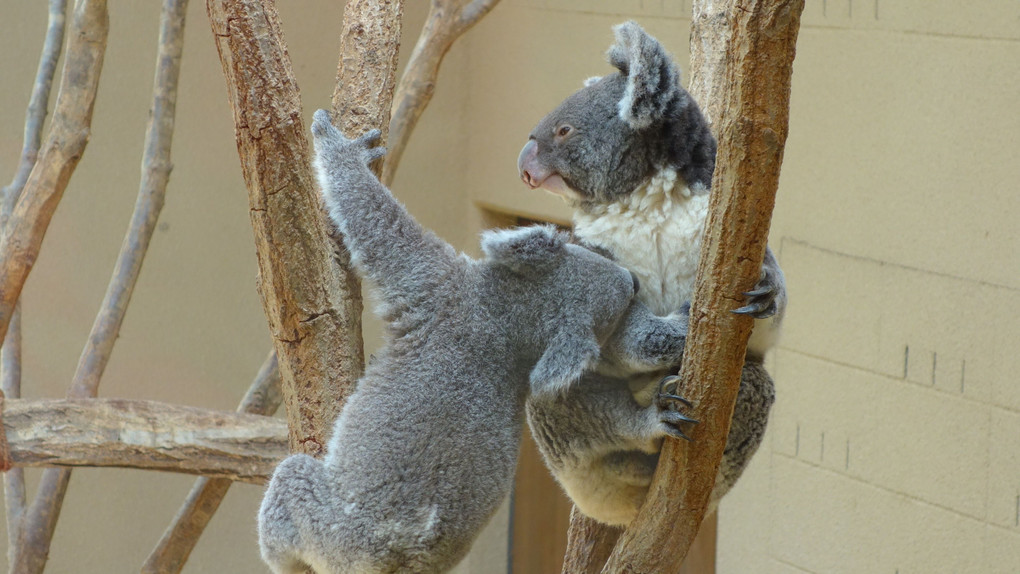 王子動物園のコアラの親子