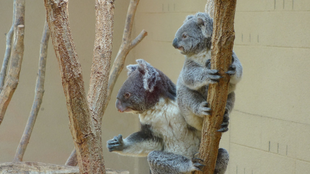 王子動物園のコアラの親子