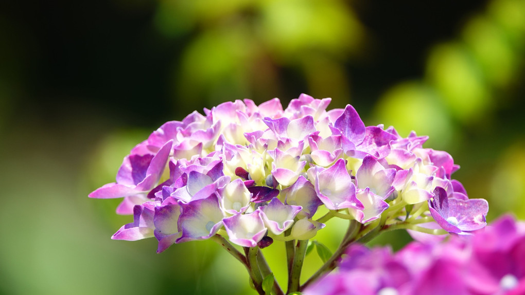 国営明石海峡公園の紫陽花