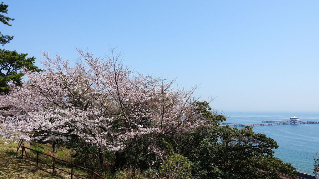 見頃の須磨浦公園の桜（2018/3/28撮影分）