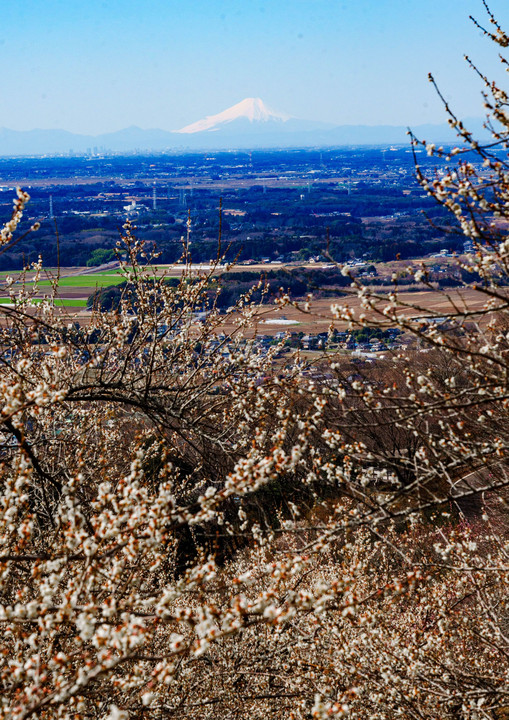 筑波山から梅と富士