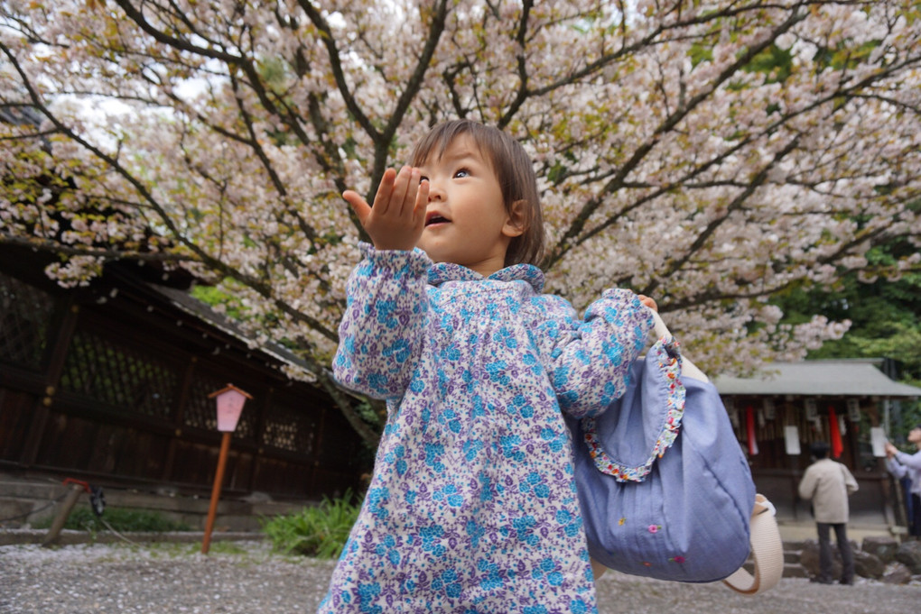 桜の花ビラつかまえた