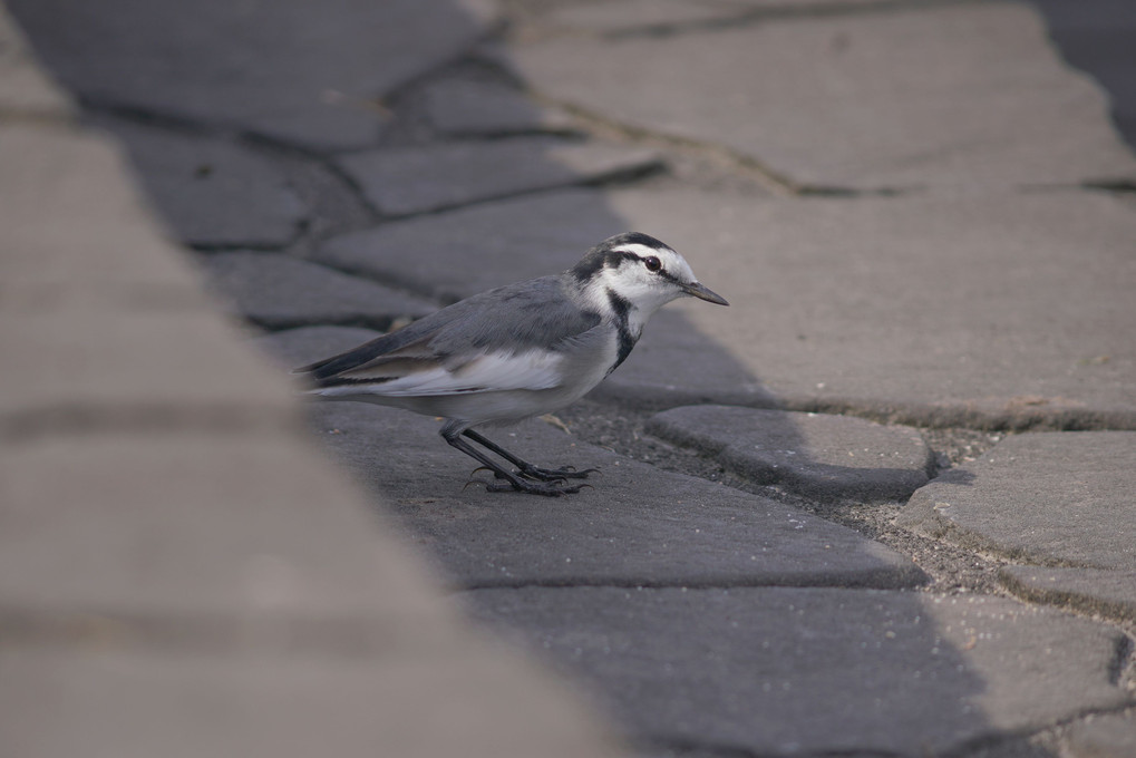 身近な野鳥さんたち。