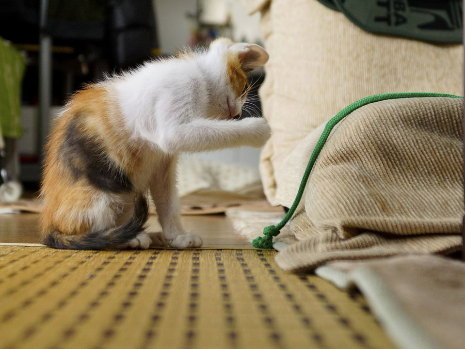 もっと遊んでニャン～！！