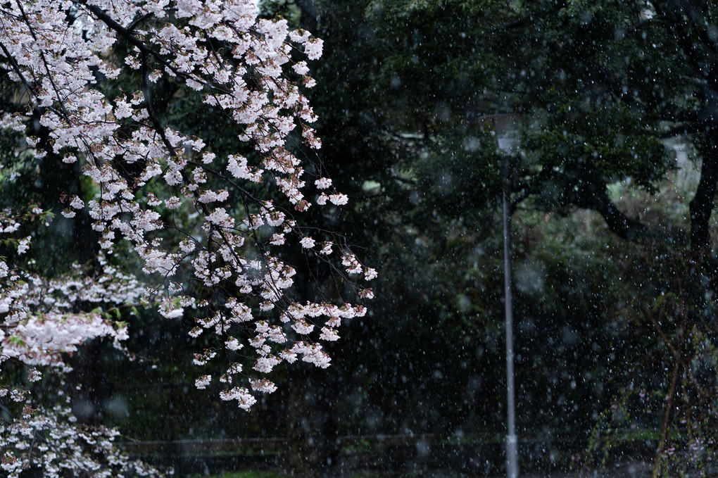 雪と桜