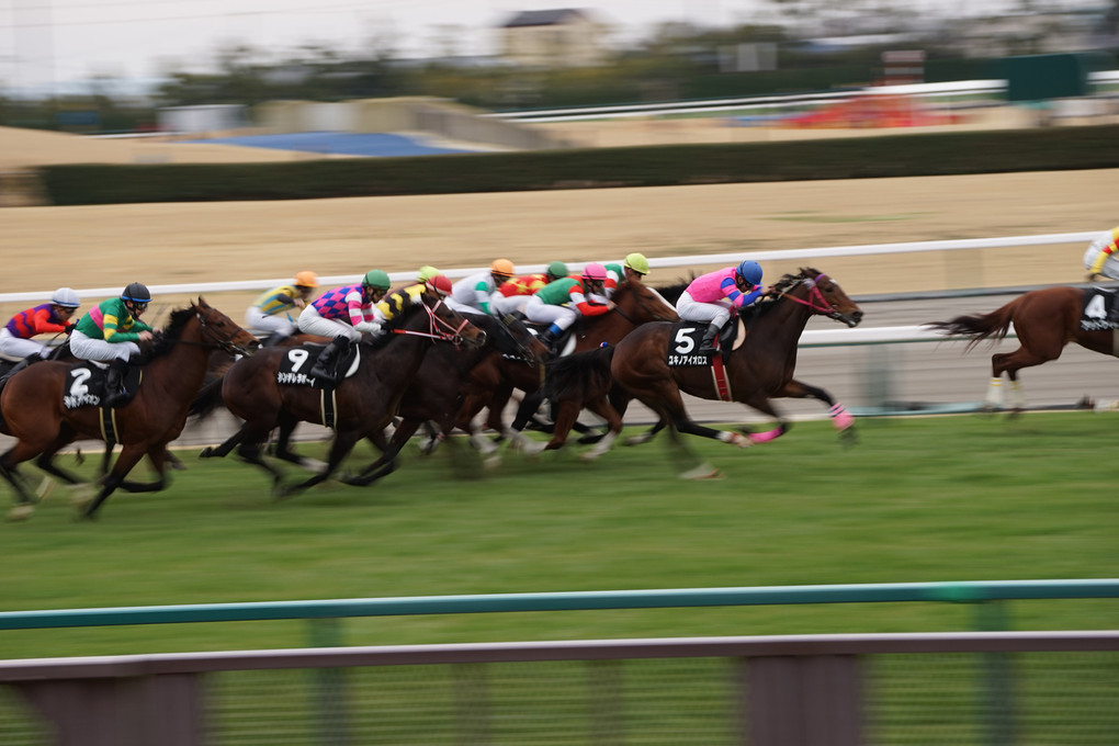 流し撮り(競馬場)