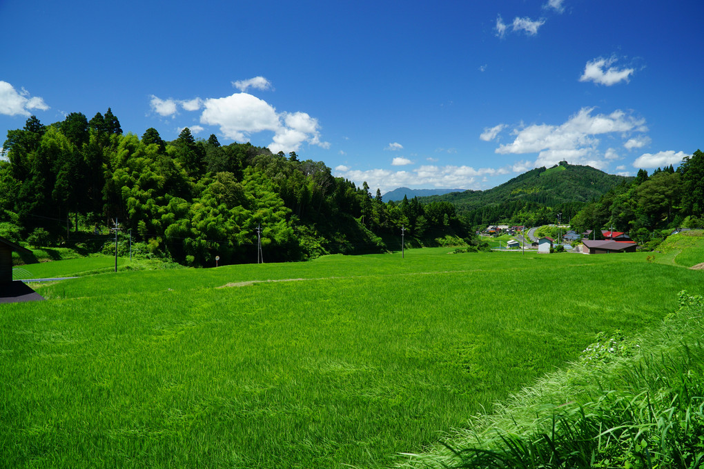 真夏の農村