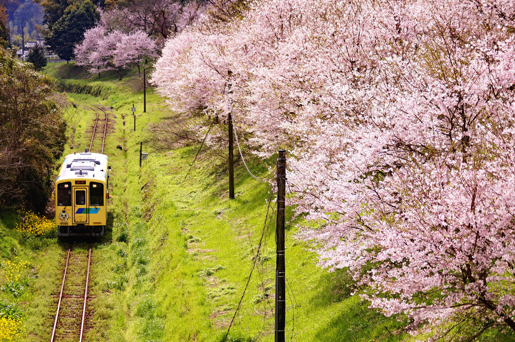 春の平成筑豊鉄道