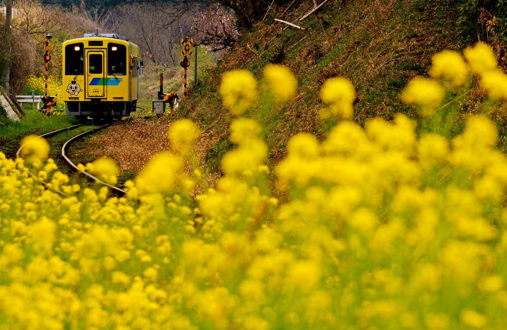 春の平成筑豊鉄道　2017