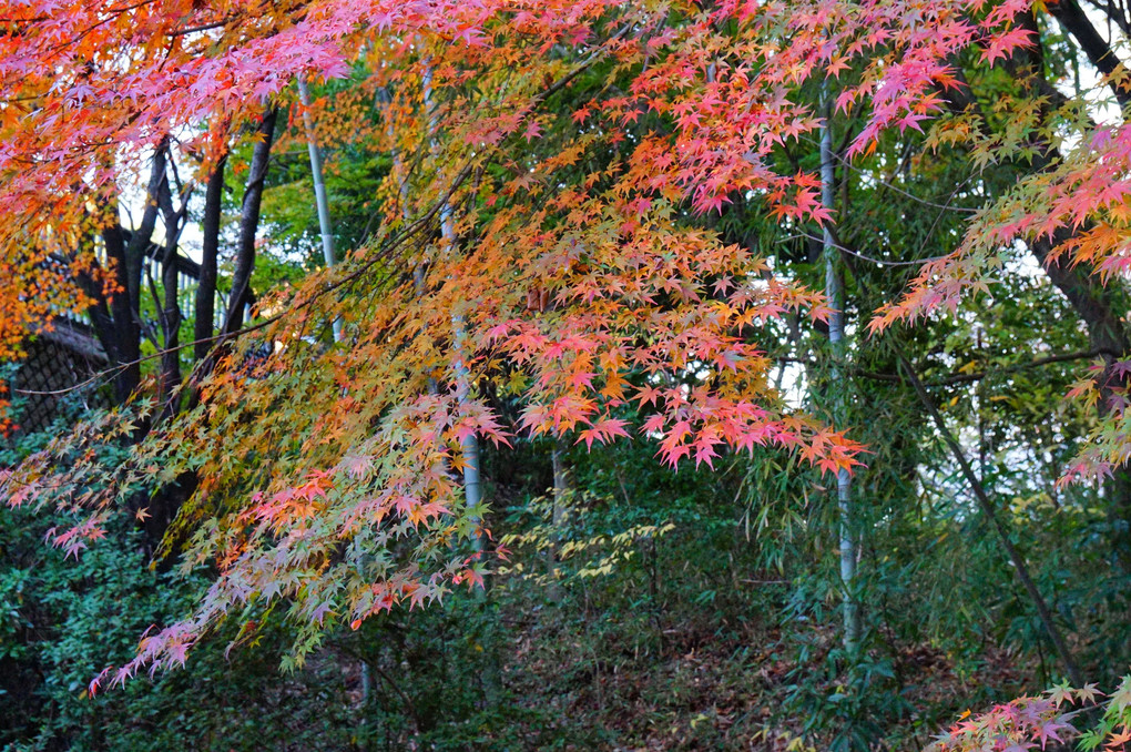 竹やぶの前の紅葉