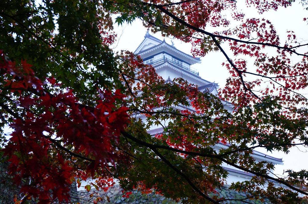 鶴ヶ城、紅葉のはじまり