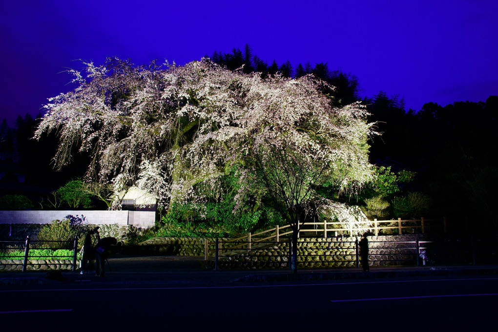 大原のしだれ桜ライトアップ