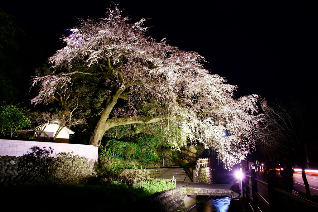 大原のしだれ桜ライトアップ