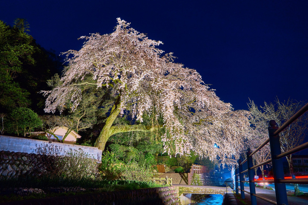 大原しだれ桜