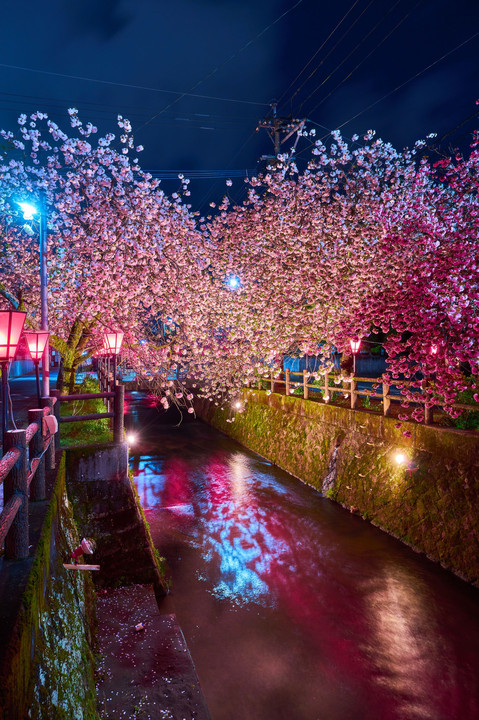 夜を彩る八重桜