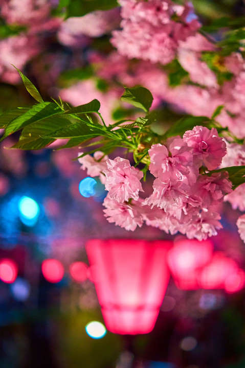 夜を彩る八重桜