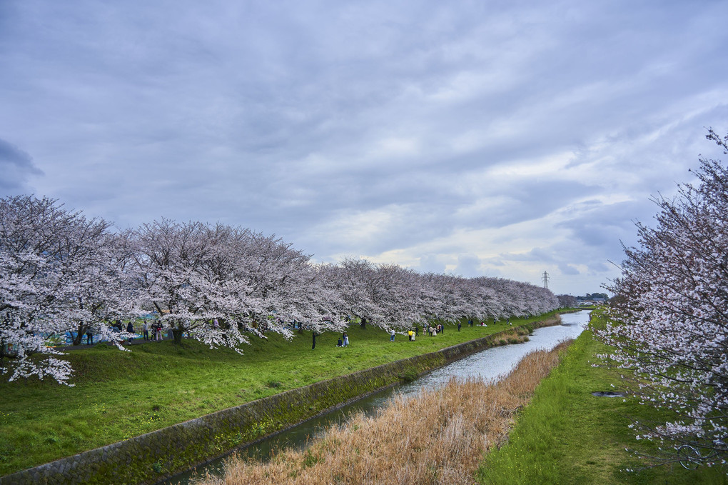 流川の桜並木