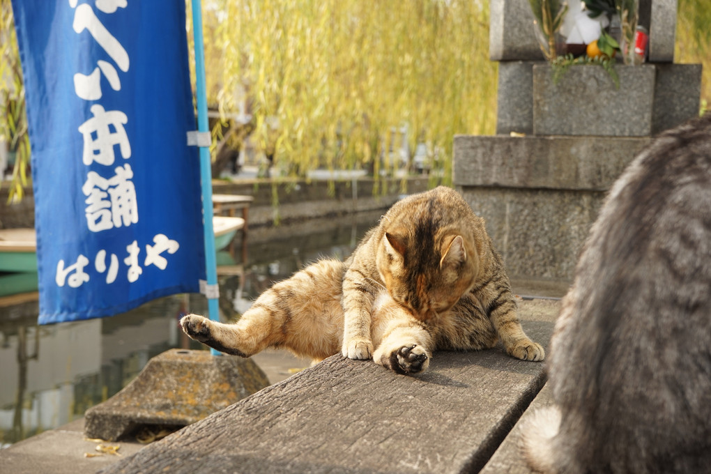 猫のいる柳川川下り煎餅屋さん