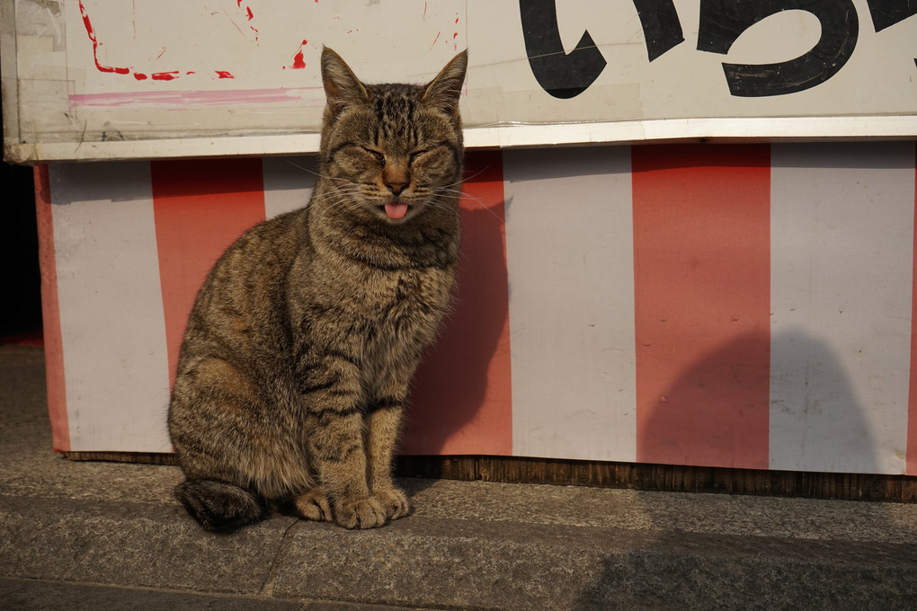 猫のいる柳川川下り煎餅屋さん