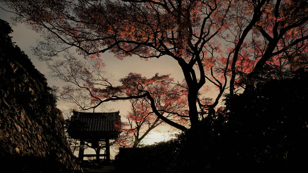 朝日の善峯寺の紅葉（京都・西京区）
