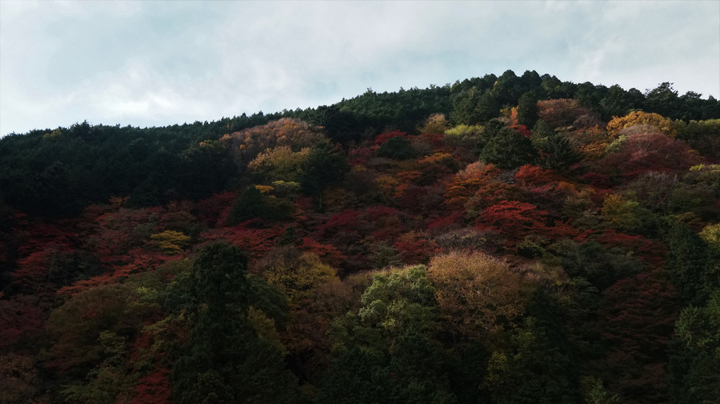 朝日の善峯寺の紅葉（京都・西京区）