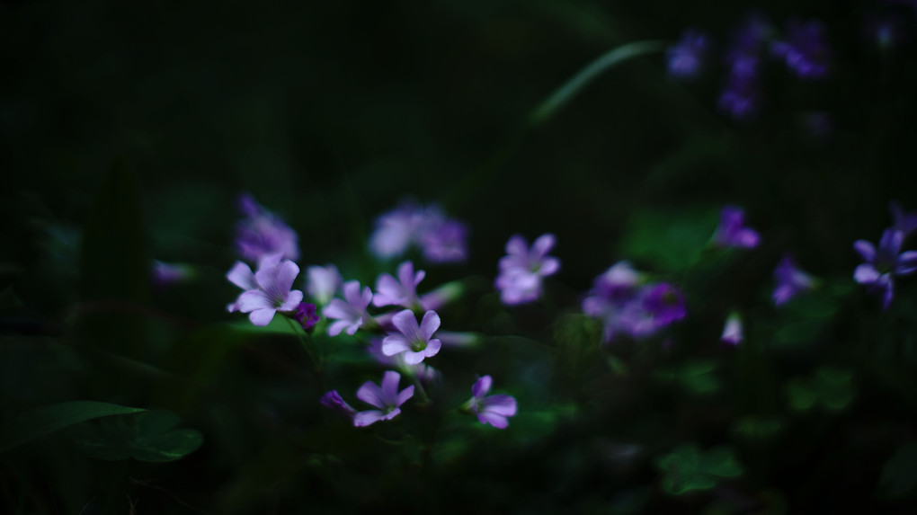 皐月の散歩で見つけた紫色小さな花たち