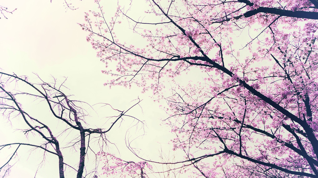 桜からの平和のメッセージ
