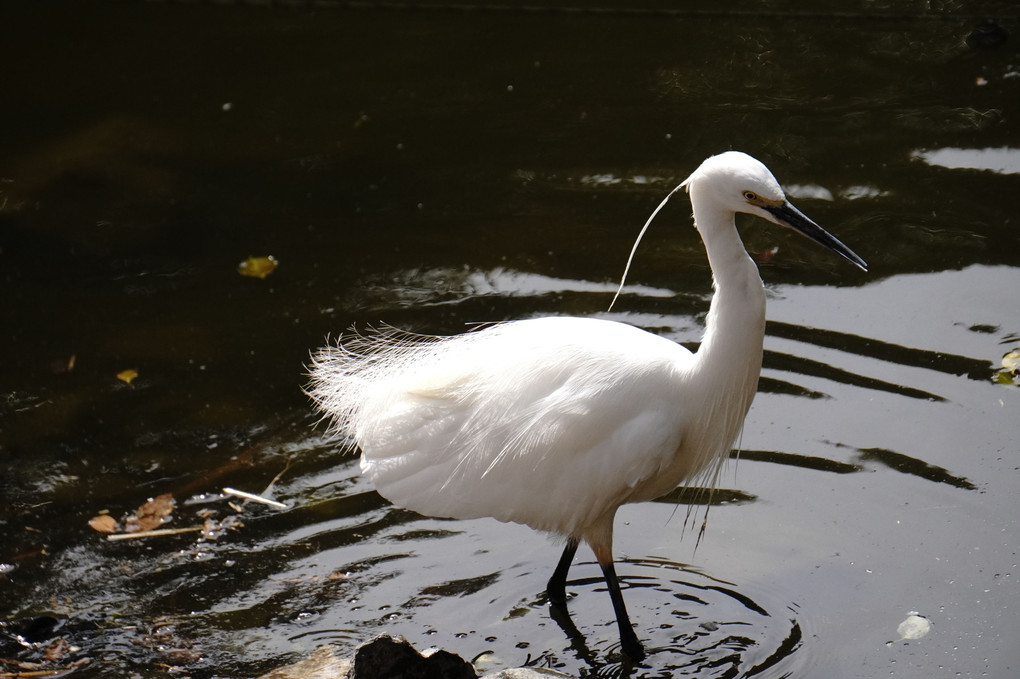 浅井山公園のコサギ