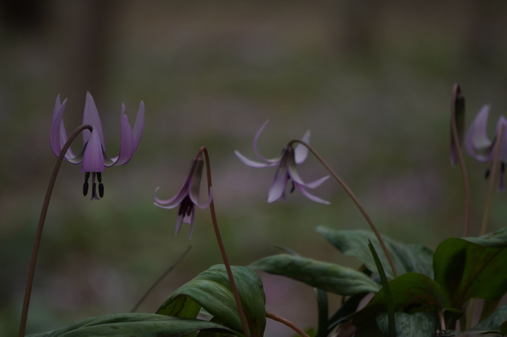 かたくりの花