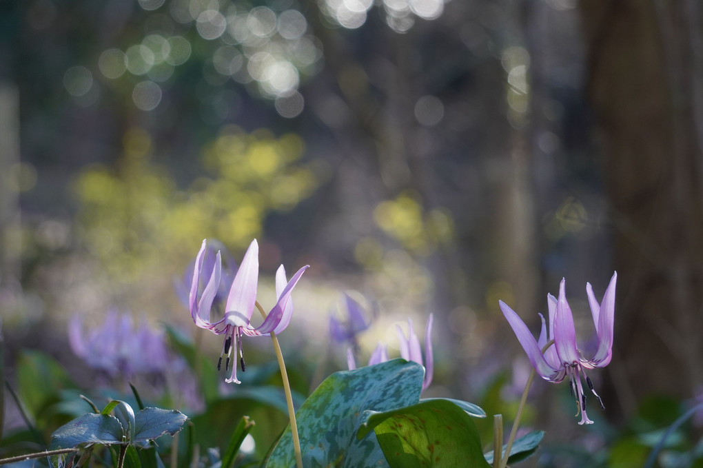 かたくりの花