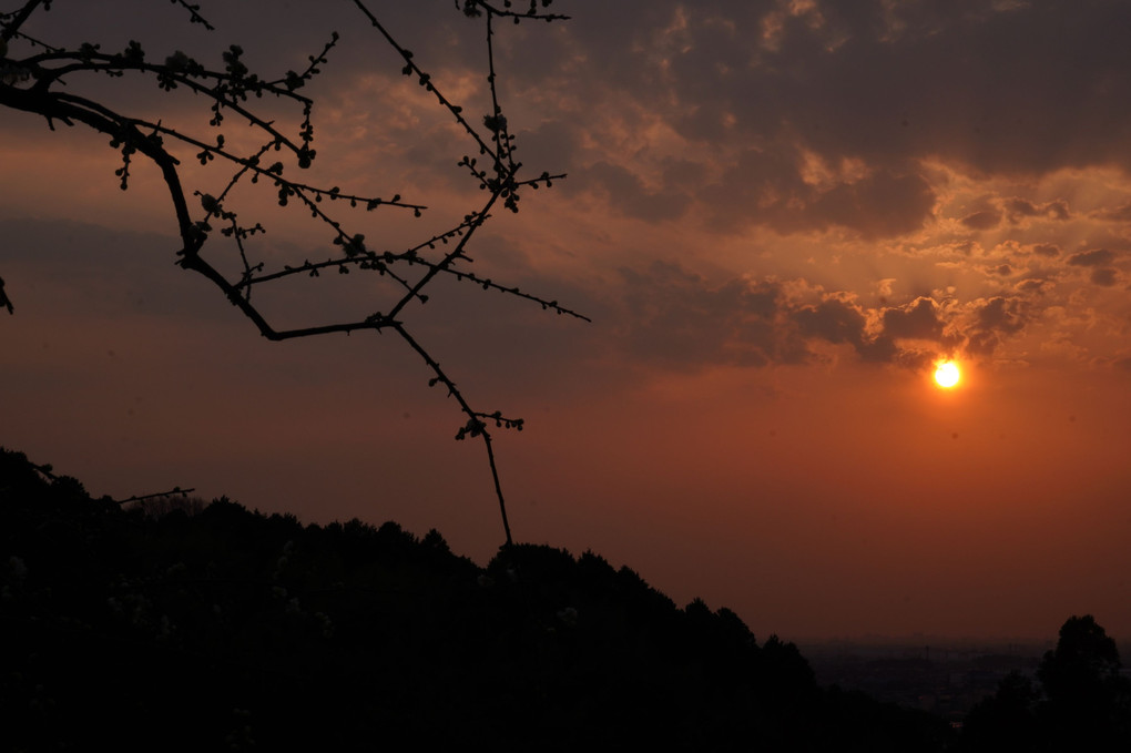 大県神社の梅＆夕日