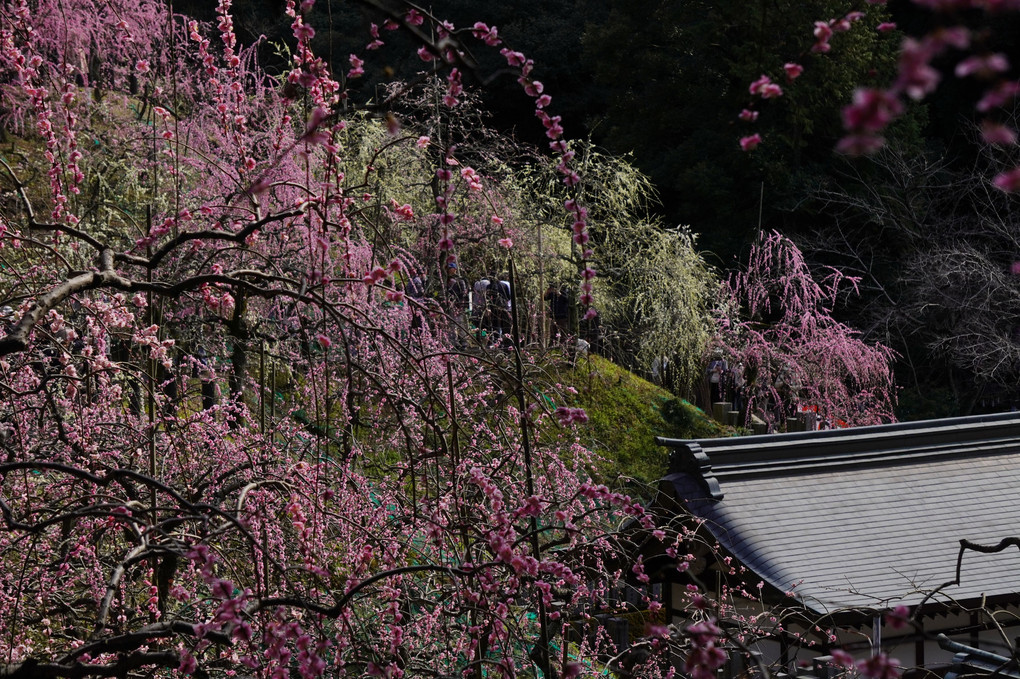 大県神社梅まつり