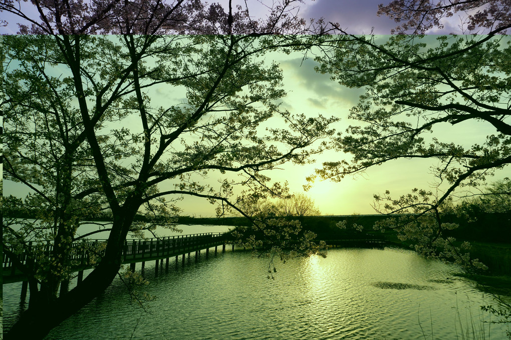 中島池の桜