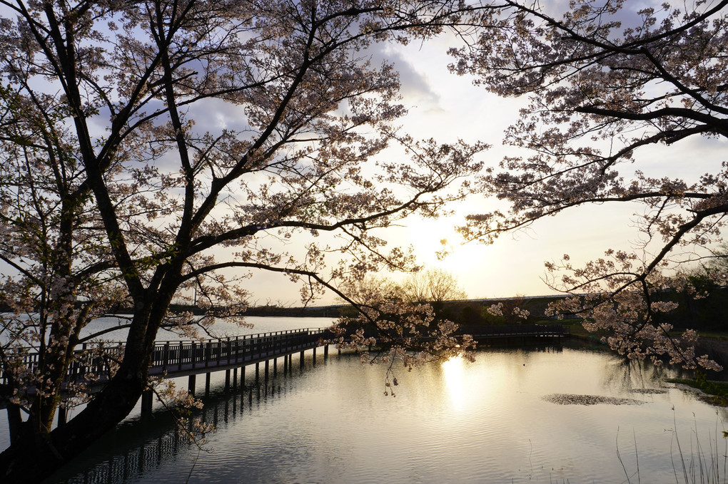 中島池の桜
