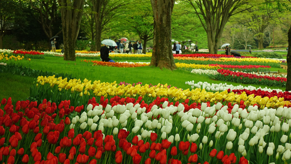 昭和記念公園のチューリップ