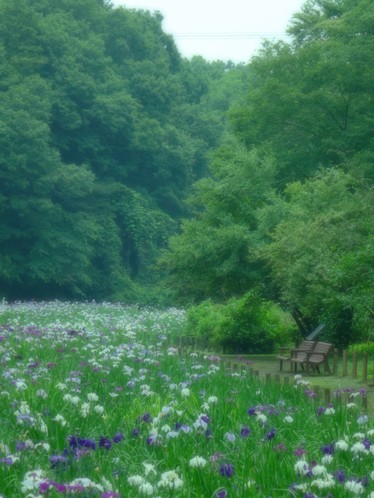 雨上がりの菖蒲園　７枚組